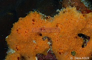 Scopalina ruetzleri eponge de Rutzler-Bonaire Buddy reef-31m-20180221-Denis-ADER-DSC_7392_tn